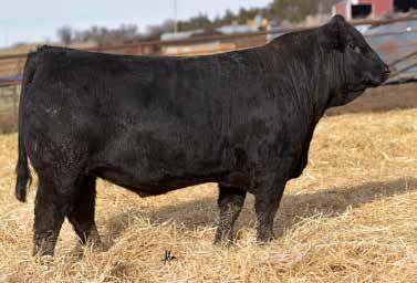 We noticed this stud all last winter. We wanted to take a pen of fall Balancers to Denver and realized we couldn t register his dam. This is a true beef bull. 62 Capitalize 117C Reg.