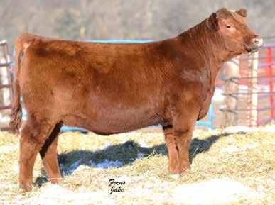 Red Angus Open Heifers Page 25 Dripping 694D 87 Darian 807D Reg.