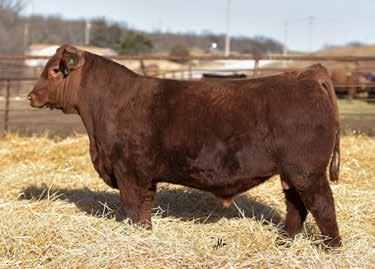 34 62% 27% 25% 15% 56% 52% 47% 59% 15% These 3 flushmates offer a lot to the beef industry. Lot 1 is as wide based and big middled as you can make a bull.