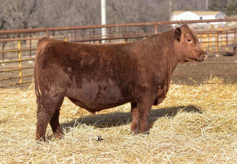 Red Angus Page 3 4 Draft Pick 413D Reg.