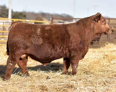 Dam is a Rob daughter, they re all good and 840 is one of his best. Should sire really good females with 3 shots of the Blockana cow family in this pedigree. 7 Deliverance 510D Reg.