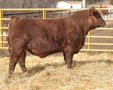 Red Angus Page 5 8 877C Reg.