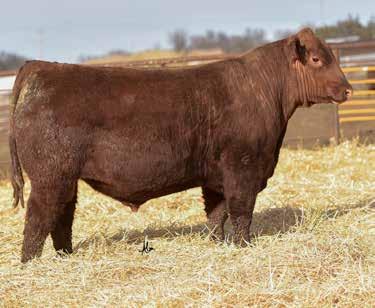 Red Angus Page 7 15 Cannon 456C Reg.