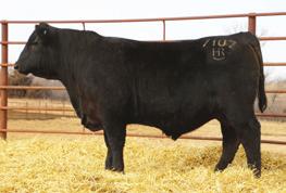 Lot 27 Lot 28 Lot 29 Spring Angus Bulls 10 27 HAR Angus Valley 7107 2/13/17 Tattoo: 7107 18987802 #S A V Iron Mountain 8066 S A V Angus Valley 1867 #S A V May 2397 V N A R Liberty 0058 V N A R Rose
