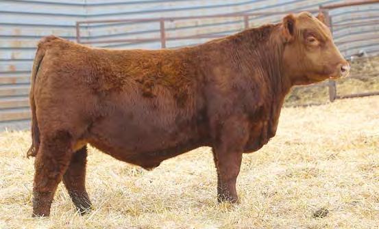 04 33% 46% 76% 33% 38% 33% 14% 64% 44% 42% 23% 69% 92% 38% 44% 96% Lot 6 is another outstanding Epitome son out of one of my favorite cows. She brings a top bull to the sale every year.