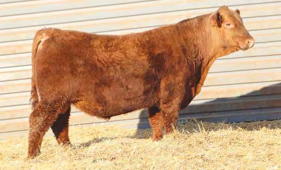 They all have perfect udders, good feet, and are performance machines. If you want performance and maternal in your herd, buy one of the Cherabel 227 sons. Full brothers sell as Lots 27 and 36.