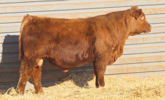 Red Angus Bulls 14 10 STRA SPARTACUS 653 LOT 12 LOT 13 3556519 2/20/16 68 756 106 1A 100% 653 STRA 102.