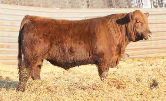 Red Angus Bulls LOT 22 22 STRA MOUNTAIN SIGN 654 3556445 2/20/16 94 778 104 1A 100% 654 STRA 102.