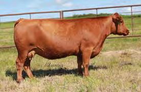Her bull last year was the third high-selling to John Vlien of Lemmon, SD. This bull is right up there with him.