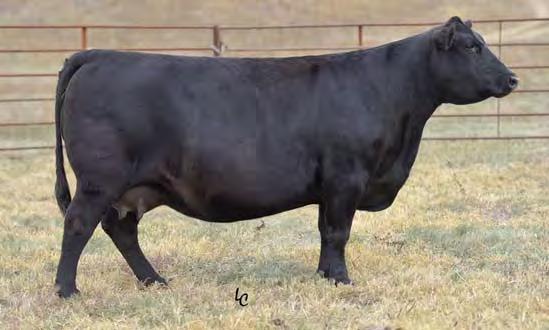 He carries the mark and qualities of the Angus breed from when it was established.