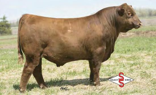 Registered Bred Red Angus Heifers AI Service Sires to Bred Heifers BIEBER FEDERALIST B543 PIE CINCH 4126 LOT 86 86 STRA CHERABEL 533 ET 3479202 2/21/15 98 621 0 1A 100% 533 STRA 106.