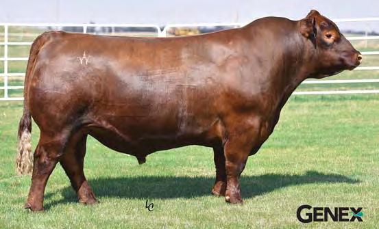 22 0 9% 27% 15% 6% 37% 57% 17% 82% 1% 60% 15% 31% 25% 73% 27% 54% 570 is another real good Big Sky daughter of a first-calf Hughes daughter. She offers lots of calving ease with a 9 for CED and -4.