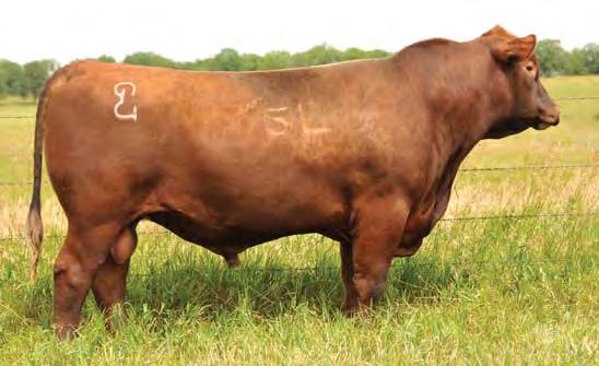 Reference Sires E 5L MTN SIGN 435-10Z BD BW WW WR Cat.
