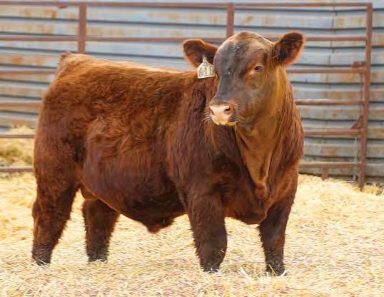 Red Angus Bulls 1 STRA TRENDING 618 LOT 1 3556536 2/10/16 84 782 ET 1A 100% 618 STRA 103.