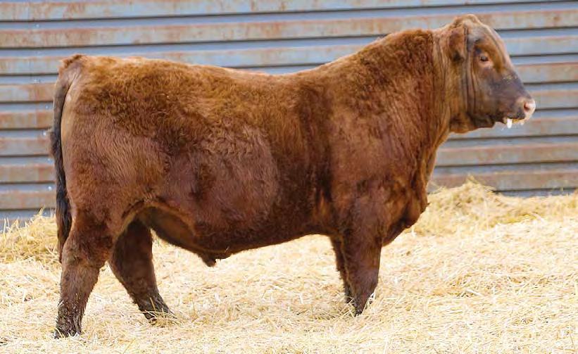 Red Angus Bulls Lot 2 is a full brother to Lot 1 and boy, don t let Lot 1 overshadow this guy because this guy is right up there with him. It has been fun to watch these two bulls grow up together.