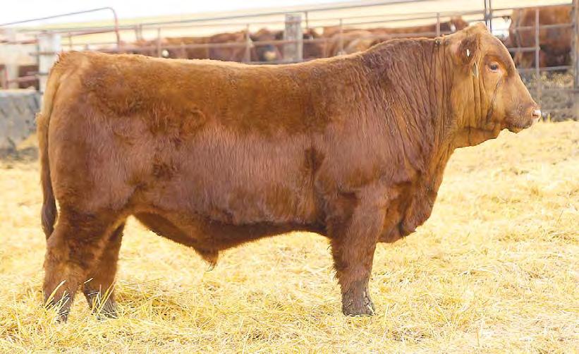 Red Angus Bulls Lot 4 is a power bull weaning off at 823 pounds. He is out of our Rambo 71P donor cow who has been one awesome cow for us.