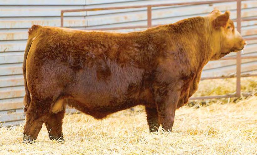 This bull might be the best one yet. 4 STRA HUGHES 637 3556547 2/18/16 93 823 ET 1A 100% 637 STRA 109.