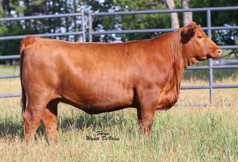Lot 7 Lot 8 7 FREYS MISSIS 612D Bred Heifers TAG: 612D 1/24/16 3535020 100% 1A 70 787 1114 LCOC HIGH NOON A093R BIEBER JESSE JAMES W367