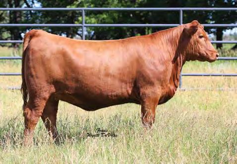 10 Frey Red Angus Complete & Total Dispersal 12 FREYS MISSIE 598D TAG: 598D 3/2/16 3552528 100% 1A 60 665 915 RED LAZY MC BESS 12S RED RRAR LARK 23T RED