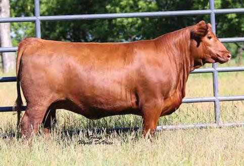 35 46 0.29 0.12 90% 67% 90% 97% 4% 3% 92% 10% 94% 89% 84% 52% 99% 2% 21% 99% Bred on 4/20/17 to PIE Cinch 4126. Heifer calf due 1/27/18.