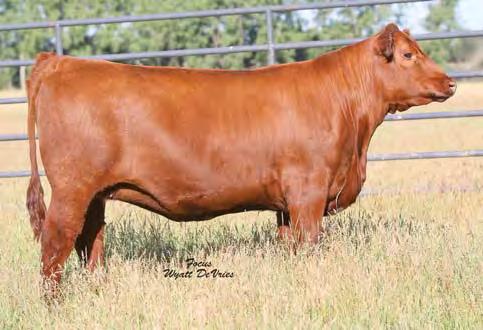 01 66% 22% 68% 80% 5% 4% 91% 21% 95% 85% 61% 21% 94% 4% 69% 70% Pasture bred to Freys Big Time 568D. Bull calf due 2/27/18. Dam sells as Lot 116.