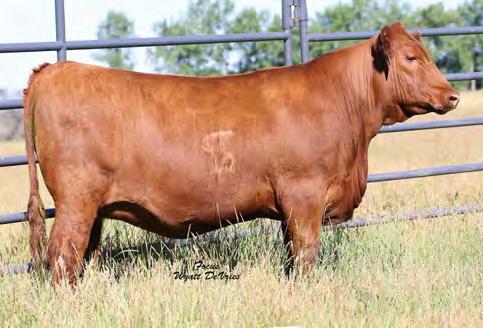06 51% 43% 35% 29% 55% 51% 14% 40% 95% 88% 37% 29% 97% 56% 58% 99% Bred on 4/18/17 to PIE Cinch 4126. Bull calf due 1/25/18. Dam sells as Lot 55.
