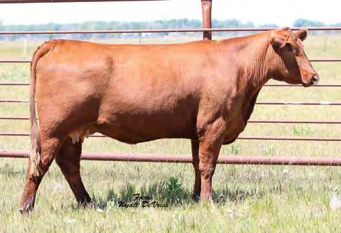 Lot 33a Lot 34 33 FREYS MISSIE 551A Bred Cows TAG: 593A 4/16/13 1630313 100% 1A 85 652 900 RED DUS FAYETTE 8G FREYS MULBERRY 535X FREYS MISSIE 500M FREYS MISSIE 276X