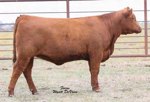01 20% 82% 88% 66% 91% 86% 93% 32% 22% 21% 8% 54% 61% 79% 93% 31% Bred on 5/13/17 to TKP Cinch 6274. Bull calf due 2/19/18.