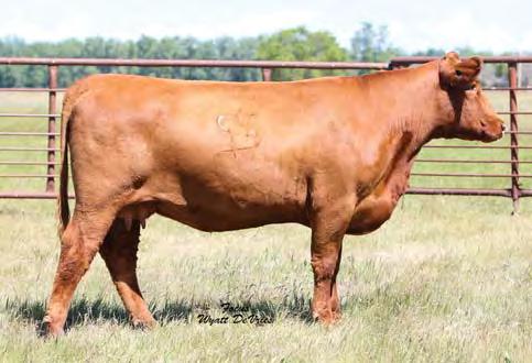 Bred Cows Lot 35a Lot 36 Lot 37 35 37 FREYS MISSIE 507C TAG: 530C 3/4/15 3482938 100% 1A 80 629 924 RED LAZY MC BESS 12S RED RRAR LARK 23T RED LARK OF TAG-A-LONG 27R RED SIX MILE AVIATOR 217P RED SIX