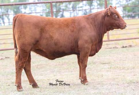 05 90% 56% 76% 81% 41% 37% 84% 8% 94% 77% 87% 24% 93% 30% 32% 97% Bred on 5/23/17 to TKP Cinch 6274. Heifer calf due 3/1/18. Dam sells as Lot 101.