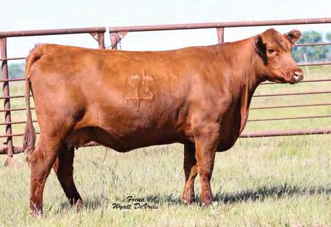 04 67% 53% 60% 85% 41% 27% 70% 12% 95% 90% 50% 44% 91% 21% 24% 97% Pasture bred to TKP Cinch 6274. Calf due 4/15/18.