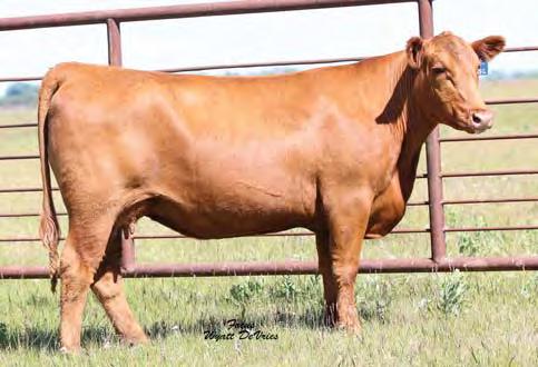 Lot 53 Lot 54 53 FREYS MISSIE 570C Bred Cows TAG: 615C 2/11/15 3482953 100% 1A 75 676 974 RED LAZY MC BESS 12S RED RRAR LARK 23T RED LARK OF TAG-A-LONG