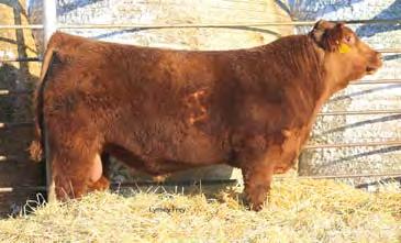 01 30% 70% 71% 82% 16% 12% 39% 13% 90% 24% 18% 80% 99% 11% 99% 79% Bred on 5/23/17 to TKP Cinch 6274. Heifer calf due 3/1/18. Daughter sold in the North Dakota Red Select Sale.