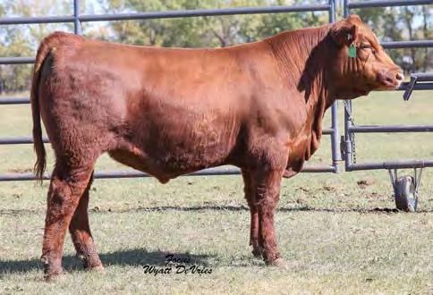 03 58% 7% 98% 98% 3% 1% 80% 7% 67% 76% 47% 8% 65% 1% 27% 10% Bred on 5/13/17 to TKP Cinch 6274. Heifer calf due 2/19/18. Daughter sells as Lot 7. Dam sells as Lot 98.