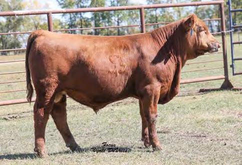 06 43% 56% 59% 56% 43% 30% 59% 16% 89% 72% 24% 76% 95% 28% 33% 98% Frey Red Angus Complete & Total Dispersal 23 109 51 2-0.4 70 119 21-4 10 3 11 0.49 0.14 41 0.10 0.