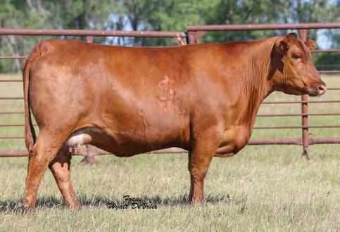 Lot 74 74 FREYS MISSIE 520A Bred Cows TAG: 585A 2/24/13 1630275 100% 1A 80 686 837 RED LAZY MC SMASH 41N RED LAZY MC STOUT