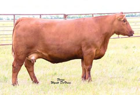 05 95% 99% 83% 80% 69% 73% 99% 6% 52% 48% 94% 99% 87% 63% 30% 98% Bred on 5/12/17 to TKP Cinch 6274. Bull calf due 2/18/18.
