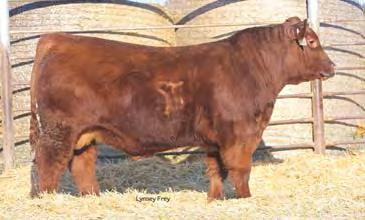 17 0.01 68% 95% 90% 81% 62% 69% 97% 4% 48% 43% 54% 87% 89% 58% 93% 73% Bred on 5/13/17 to TKP Cinch 6274. Bull calf due 2/19/18.