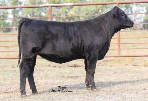 01 Lot 98 Bred on 5/14/17 to TKP Cinch 6274. Bull calf due 2/20/18. Daughter sells as lot 59. Dam sells as Lot 124.