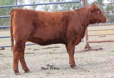 02 88% 52% 77% 80% 48% 40% 70% 66% 82% 91% 79% 26% 87% 33% 53% 86% Bred on 4/18/17 to PIE Cinch 4126. Heifer calf due 1/25/18. Daughter sells as Lot 58. 109a Freys Detour 575C, son of Lot 107.