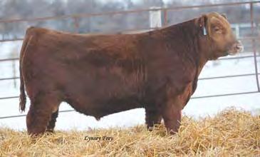 46-0.05 95% 86% 88% 87% 87% 83% 31% 64% 85% 98% 77% 93% 2% 71% 6% 3% Pasture bred to TKP Cinch 6274. Bull calf due 3/1/18. Freys Cowboy Cut 506A, son of Lot 111. Sold in 2014.