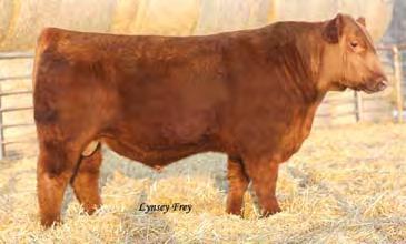 117a FREYS MISSIE 503X (OSC) TAG: 503X 1/16/10 1407980 100% 1A 74 671 923 RED HR RAMBO ET 91K RED BRYLOR MISS ROC 20H SILVEIRAS REDFORD RED DUS