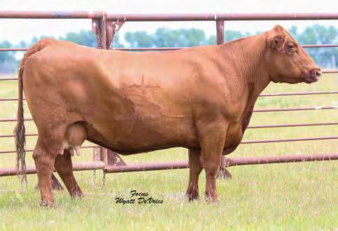 04 96% 75% 96% 93% 39% 23% 65% 81% 93% 84% 88% 98% 22% 15% 26% 6% Pasture bred to TKP Cinch 6274. Bull calf due 3/10/18. Daughters sell as Lots 68 and Lot 100.