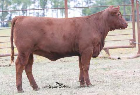 47 0.04 91% 88% 87% 91% 77% 67% 75% 67% 83% 86% 76% 88% 42% 50% 5% 95% Pasture bred to TKP Cinch 6274. Bull calf due 4/10/18. Daughters sell as Lots 53, 54 and 107.