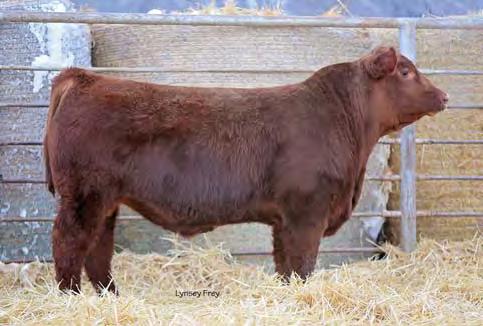 Bred Cows Freys Detour 562C, son of Lot 122. Sold in 2016.