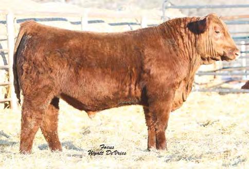 He was one of the top bulls in the Pieper sale with REA: 16.01, WW: 739, and YW: 1452. His dam is a top producer in their herd. 6274 is not only phenotypically attractive, but has excellent EPDs.