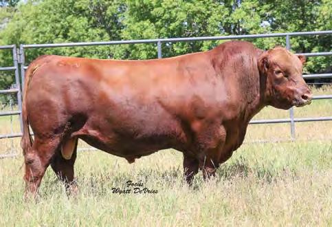 Reference Sire D Reference Sire E DTAG: 73A RED SY ABLE 73A Sires Selling 3/25/13 2511599 100% 1A 89 824 1219 SSS BOOMER 803B RED LAZY MC SMASH 41N RED LAURON YB ROSA 11G TC STOCKMAN 365 WYNNBROOK S