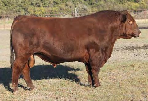 He is a Canadian-bred herd sire with excellent foot and leg structure. He transfers his growth and structure on to his offspring. His performance numbers WW: 824, YW: 1219.