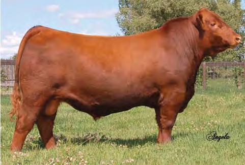 01 Glacier Chateau 744, maternal grandsire to Reference Sire I Freys Mulberry 535X did an exceptional job of producing females as his dam is the 15-year-old productive female that sells as Lot 128,