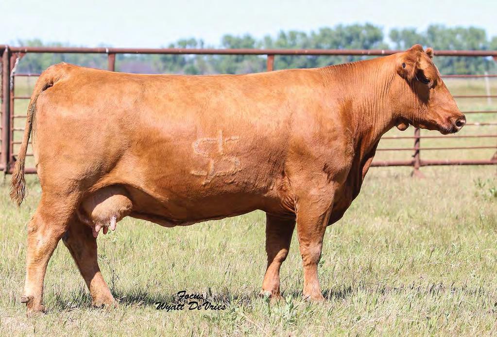 Bred Cows 1 FREYS MISSIE 5392 TAG: 527W 2/1/09 1330802 100% 1A 70 710 986 RED HR RAMBO ET 91K RED BRYLOR MISS ROC 20H SILVEIRAS REDFORD RED DUS FAYETTE 8G RED MC DOUGALL FAYETTE 59A LCHMN GRANDCANYON